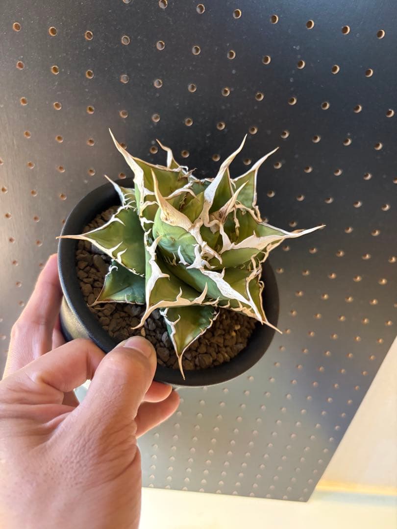 アガベ　オテロイ　実生　スーパーSSランク　ロングスパイン　選抜