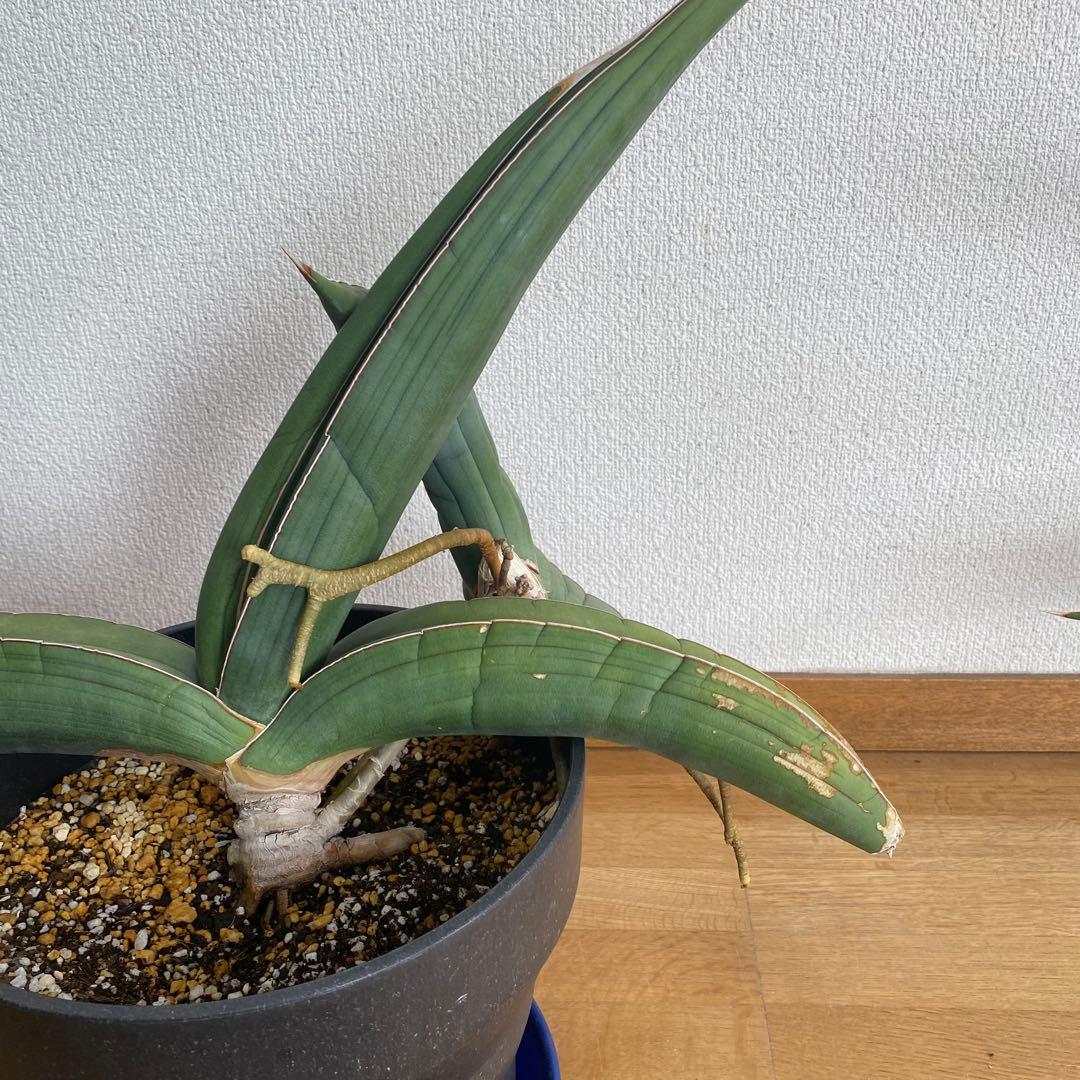 サンスベリア エーレンベルギー バナナ S.Banana