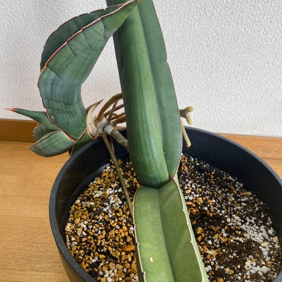 サンスベリア エーレンベルギー バナナ S.Banana