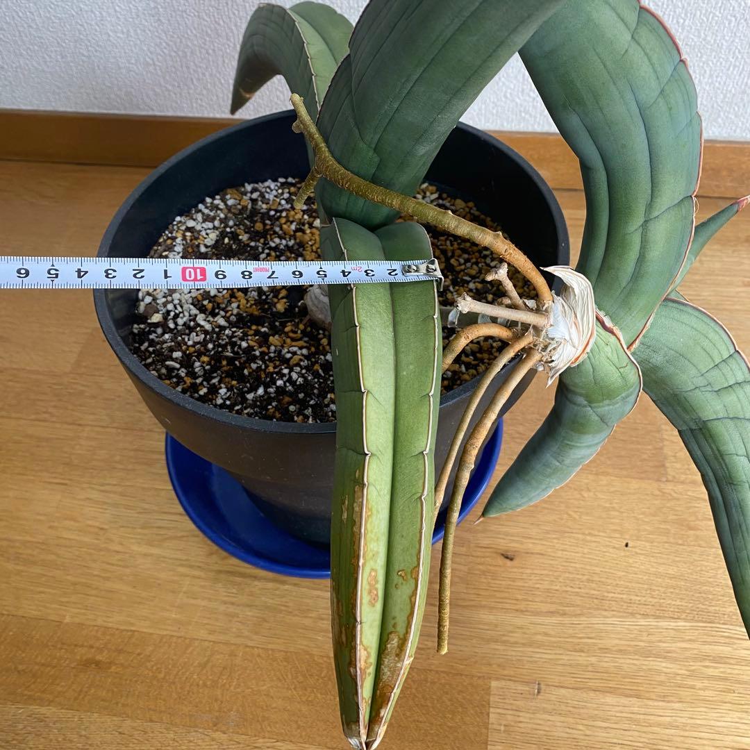 サンスベリア エーレンベルギー バナナ S.Banana