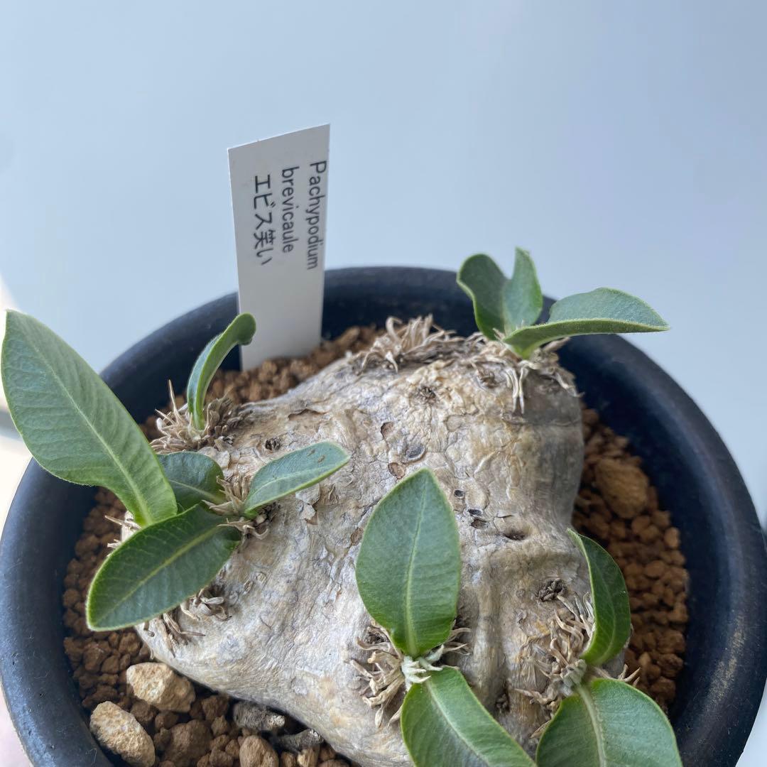 こんぶ　恵比寿笑い　現地株　パキポディウムブレビカウレ　発根済み