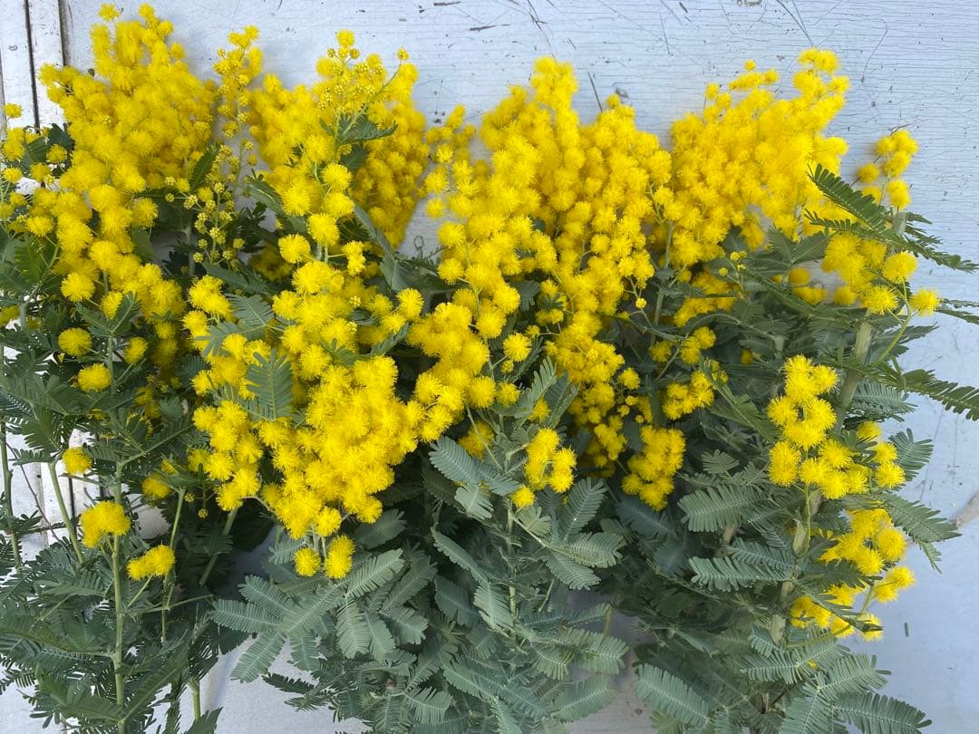 無農薬フレッシュミモザ☆2026年も販売します。