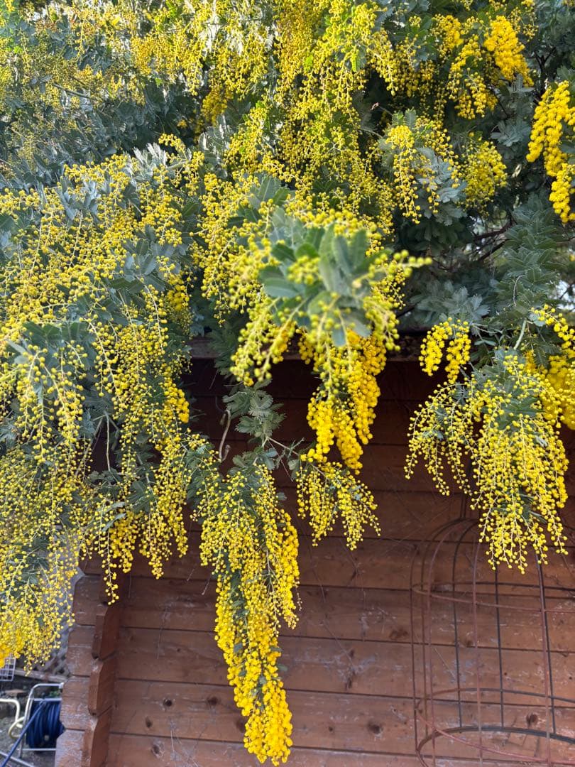 無農薬フレッシュミモザ☆2026年も販売します。