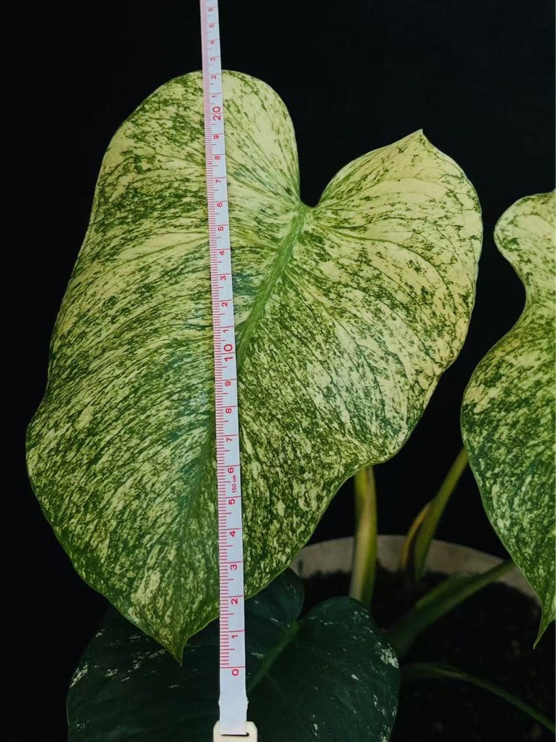 【ダブルヘッド】モンステラ　デリシオーサ　ホワイトモンスター　天津蘭