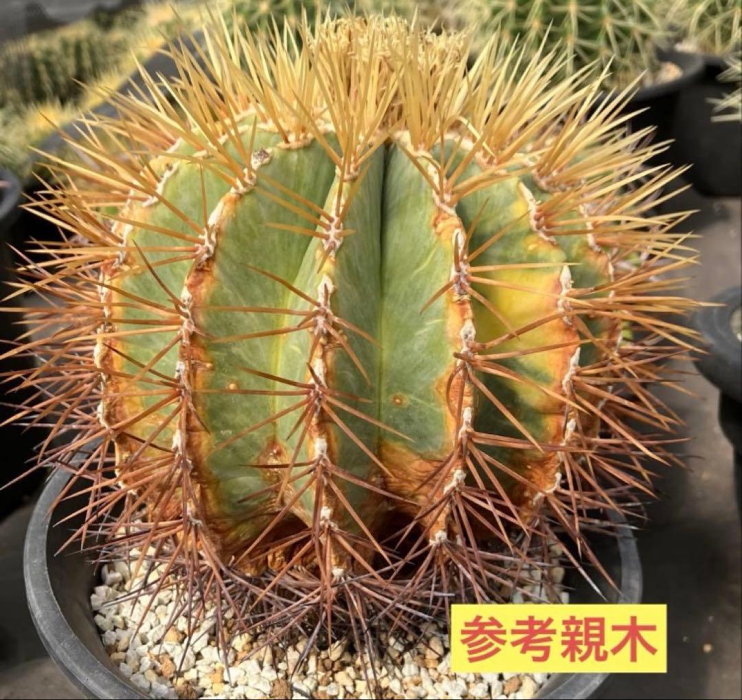 王冠竜錦　斑入り　フェロカクタス　カキコ　発根済み　検）アガベ　パキプス　塊根