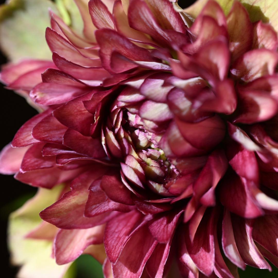 クリスマスローズ 超多弁レッドリバーシブル 開花株