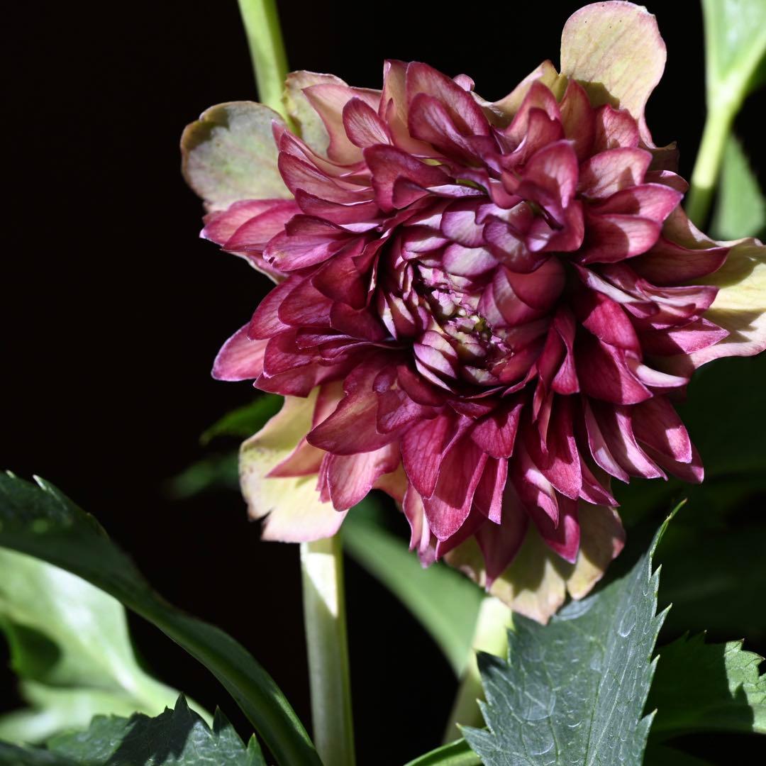 クリスマスローズ 超多弁レッドリバーシブル 開花株