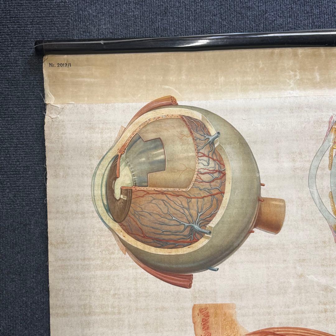 眼球解剖図 掛軸 昭和レトロ￼