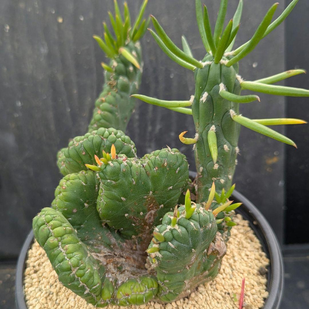 レアサボテンコレクション・シリンドロオプンチア属・将軍綴化inわけけのお店