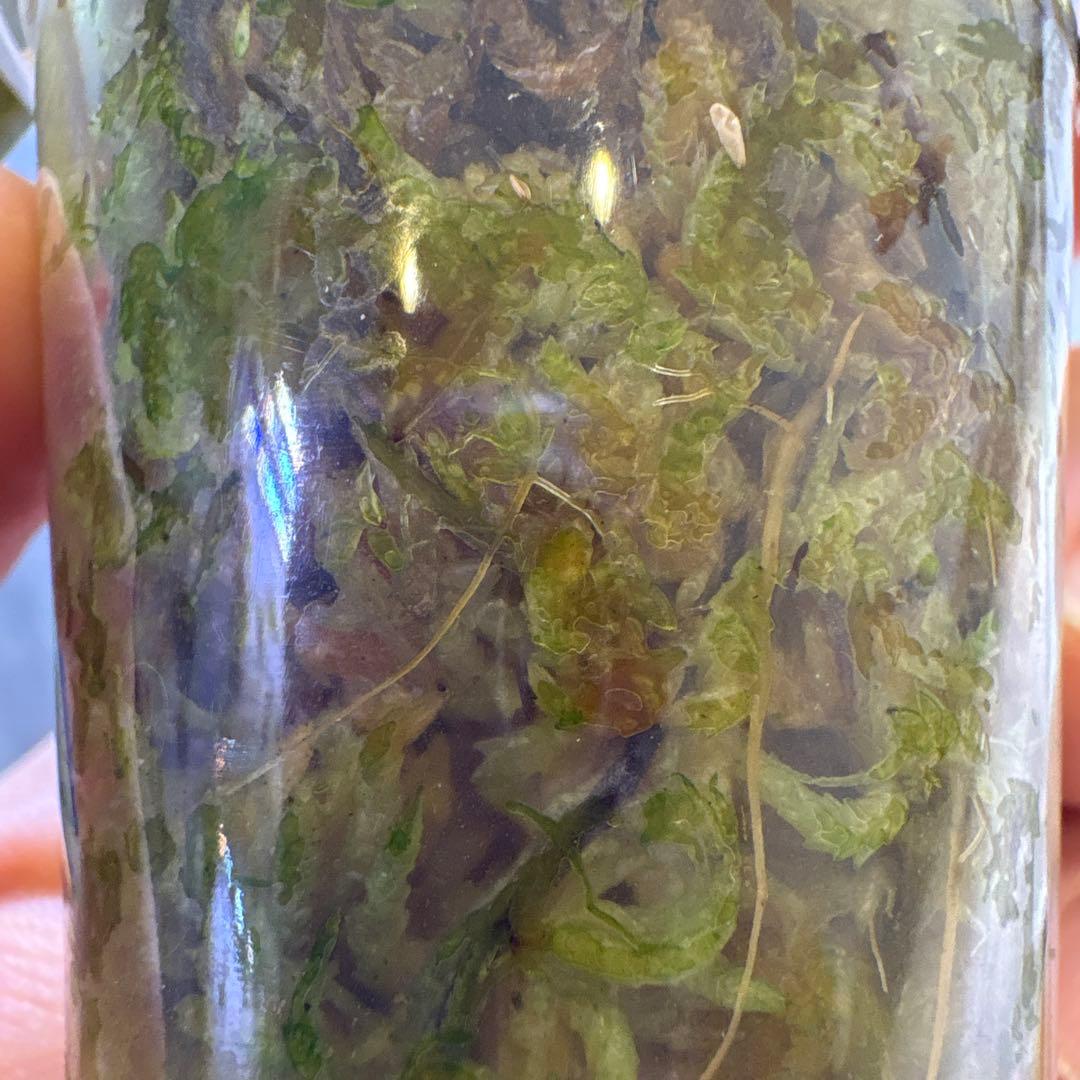 ceratostema pendens １　着生ツツジ