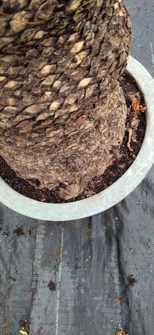 ドスコイ級のソテツ。10号プラ鉢 高さ1m07cm程(鉢底から)　数ケの子株付き