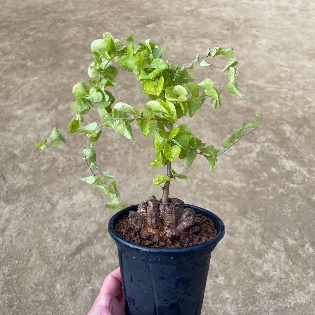 亀甲竜　4号鉢　ディオスコレア　塊根植物　観葉植物