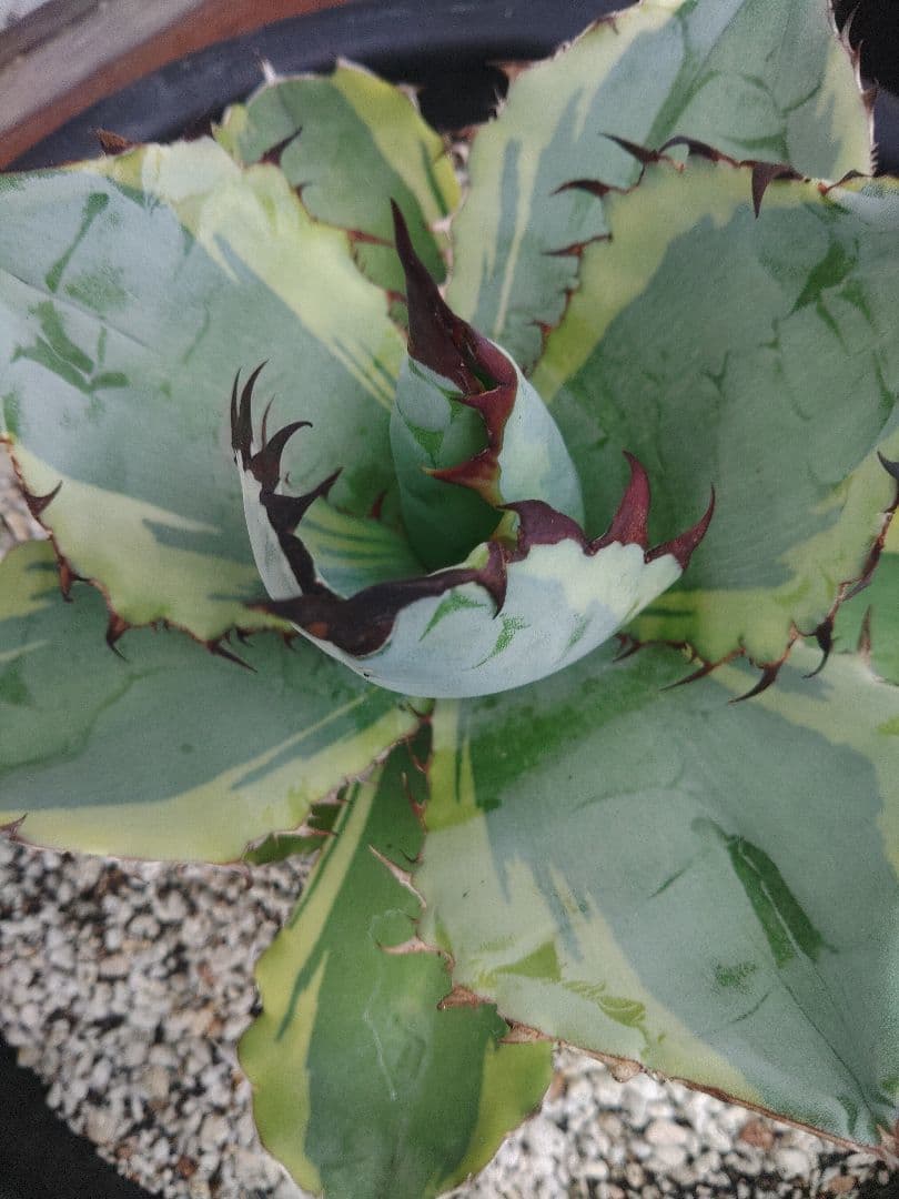 アガベ　ブラックダイヤモンド