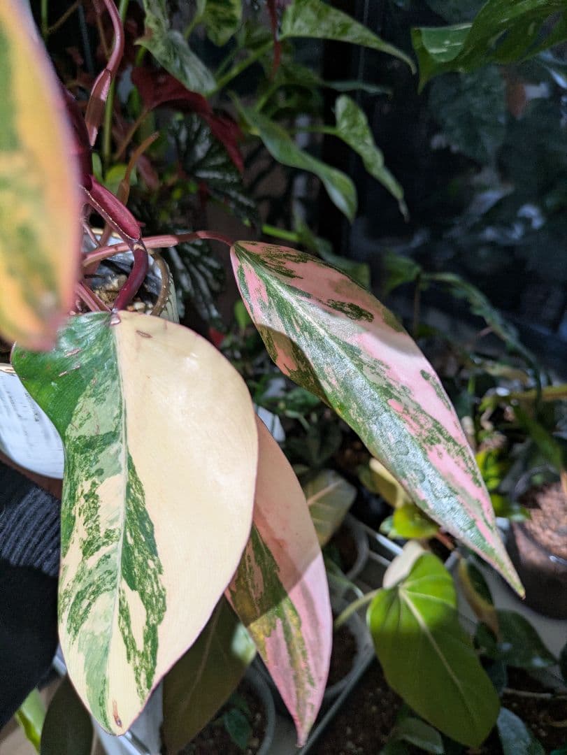 【美斑・極株】フィロデンドロン ストロベリーシェイク /メルカリ便