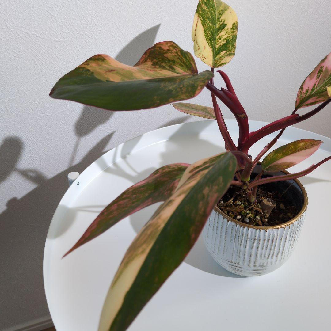 【美斑・極株】フィロデンドロン ストロベリーシェイク /メルカリ便