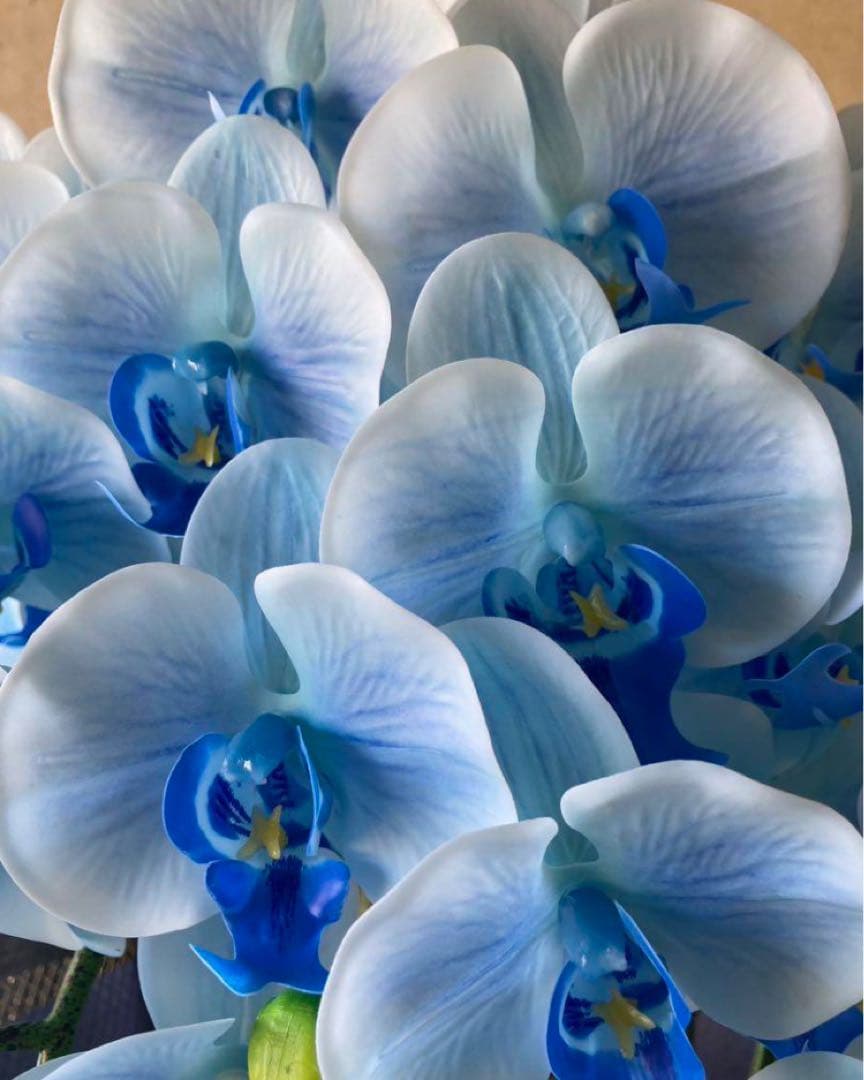 光触媒　人工観葉植物　ウォールグリーン　フェイクグリーン　リアル胡蝶蘭１０本't