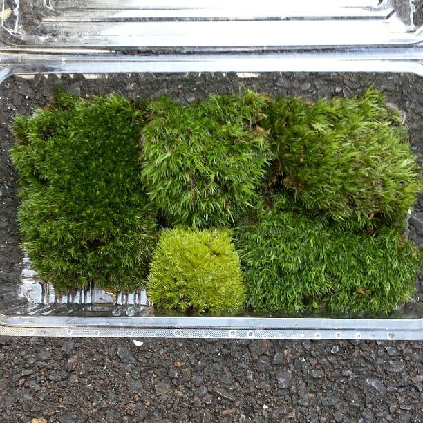 盆栽こけ石付き❗