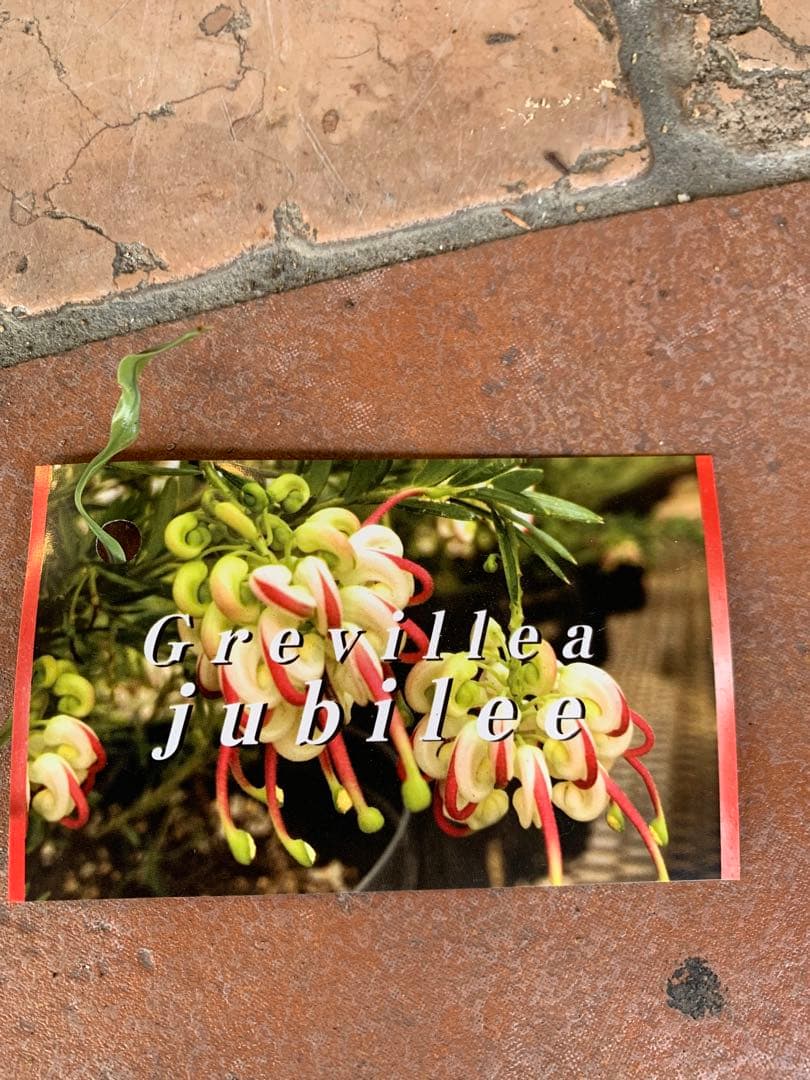 グレビレア ジュビリー 1 ファイバー鉢