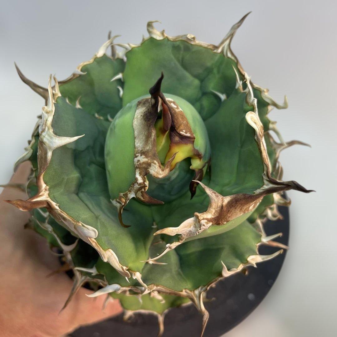 アガベ チタノタ　ブラックドラゴン　Black Dragon