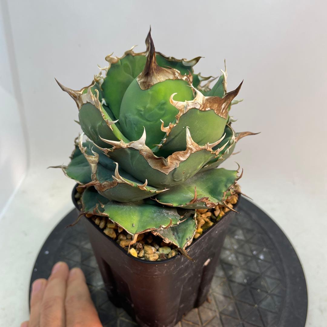 アガベ チタノタ　ブラックドラゴン　Black Dragon