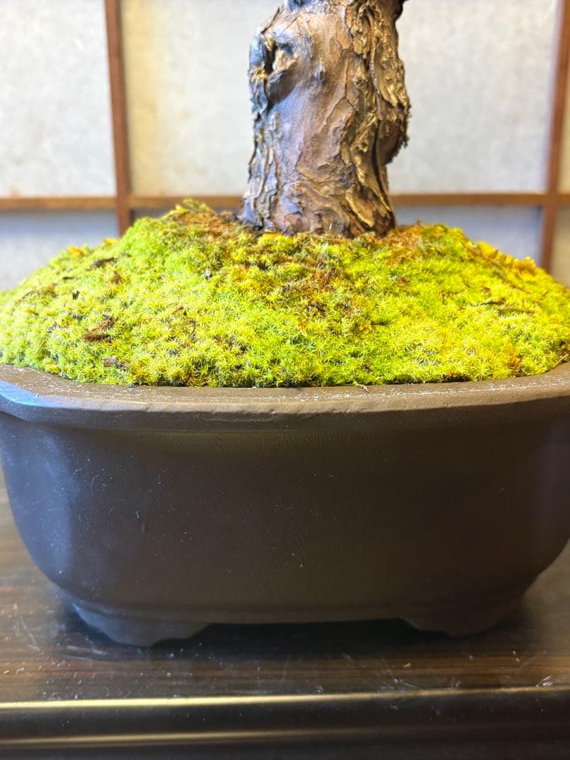 五葉松盆栽❗️ Ysh_sugawara69フォロワー様160人❗️サービス品