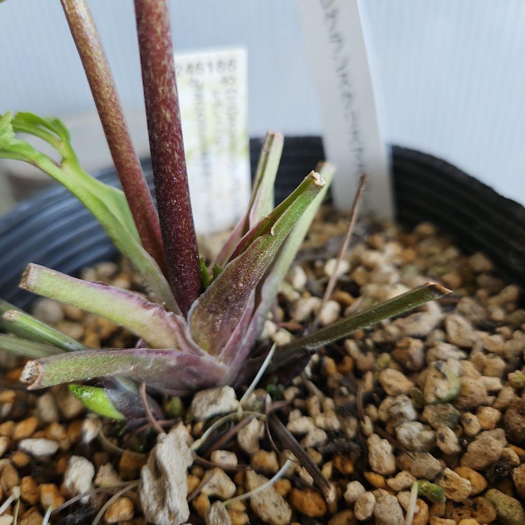 ムック様ご購入苗㉖-332㉖-338クリスマスローズ