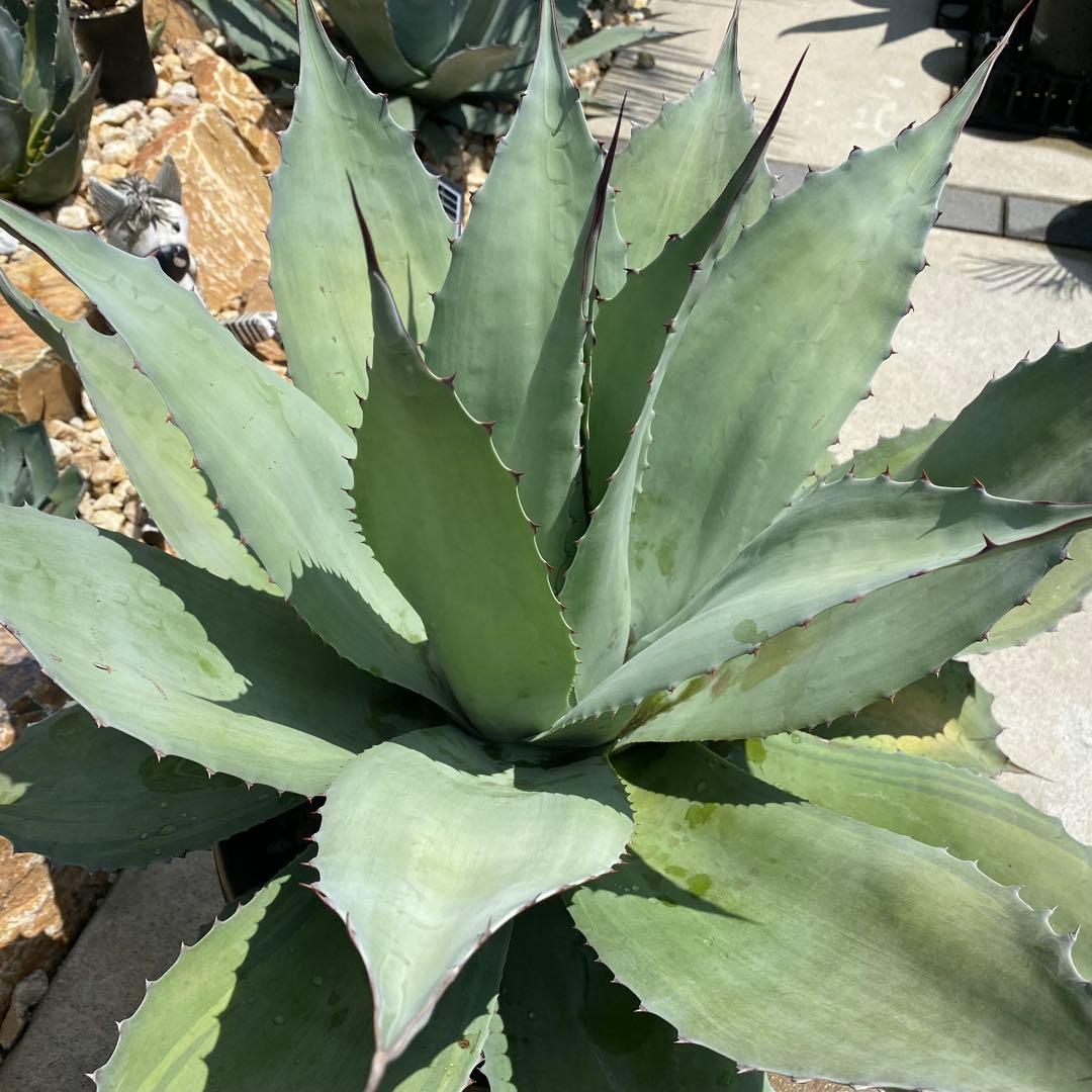 アガベ オバティフォリアバンジー 斑入り