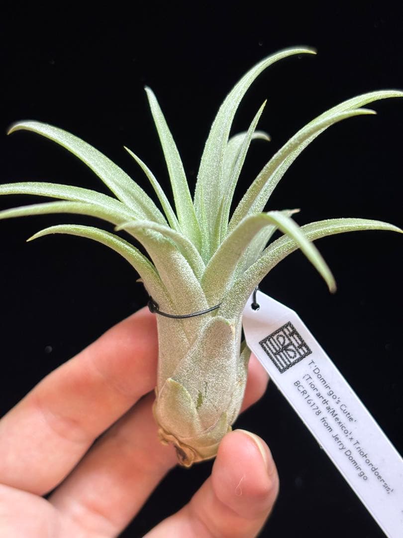 ブロメリア・エアープランツ Tillandsia 'Domingo's Cutie from Domingo