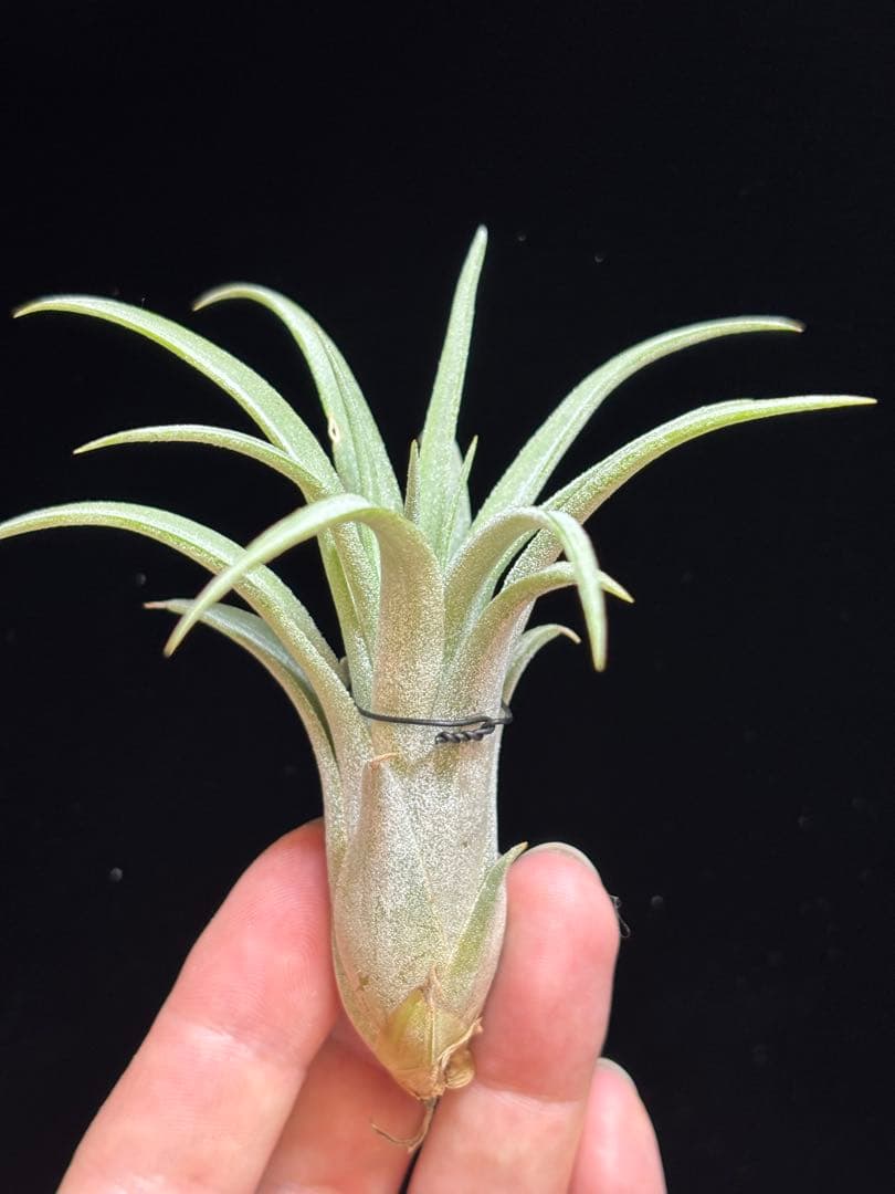 ブロメリア・エアープランツ Tillandsia 'Domingo's Cutie from Domingo