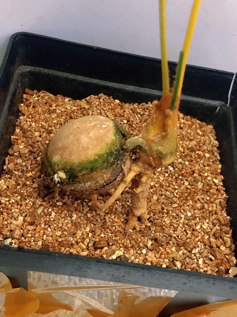 中*道様 Q103黄色の羽状葉の観葉植物ソテツ錦、稀有株