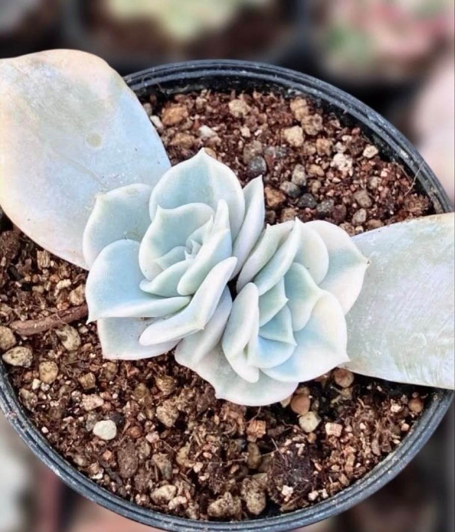 多肉植物　摘芯株　リラシナ錦　抜き苗