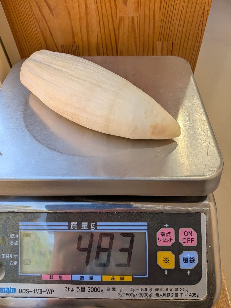 マッコウ鯨歯　特大