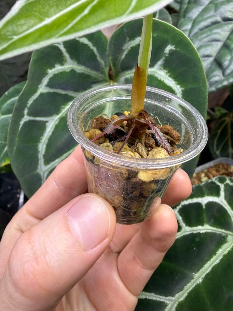 アロカシア　ワトソニアナライトニング