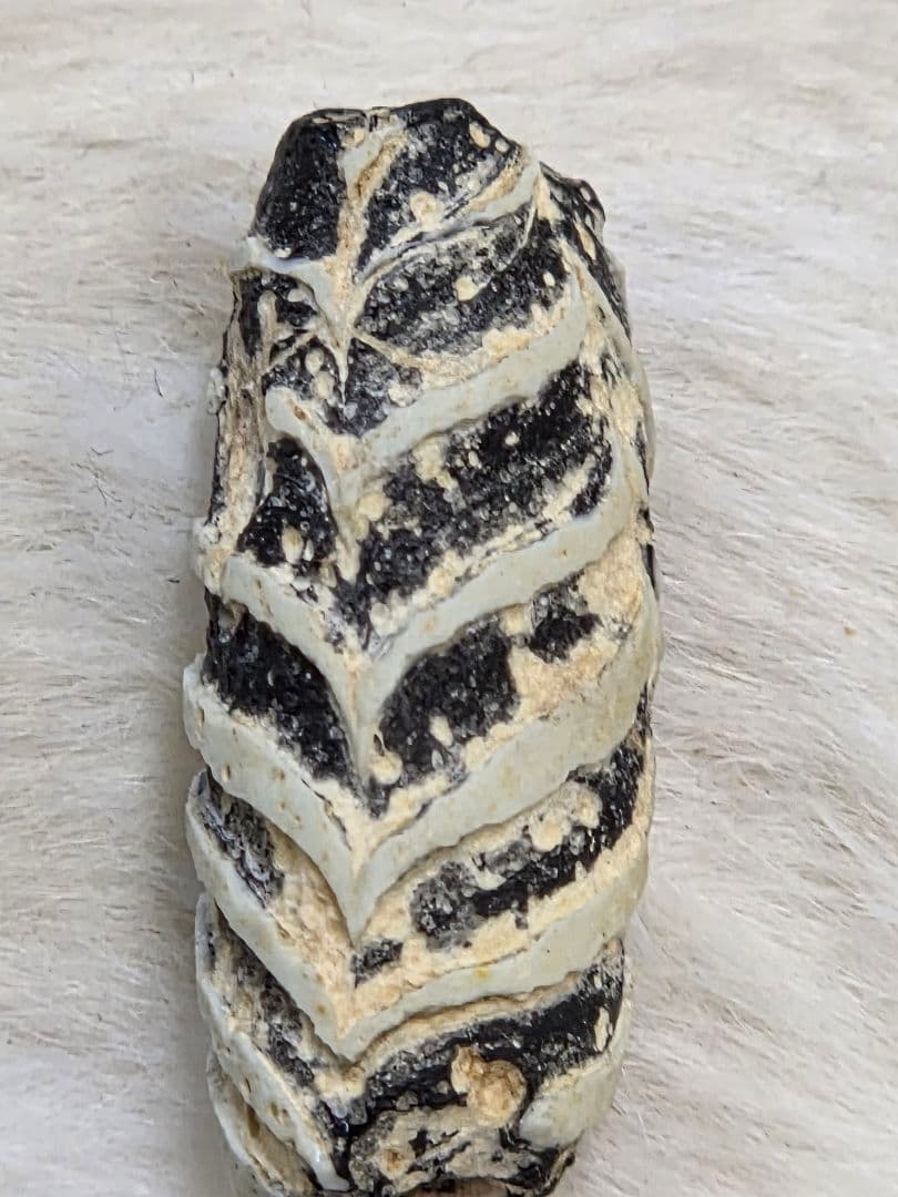 020蜻蛉玉　古いフェザー　黒と白のストライプ模様　！