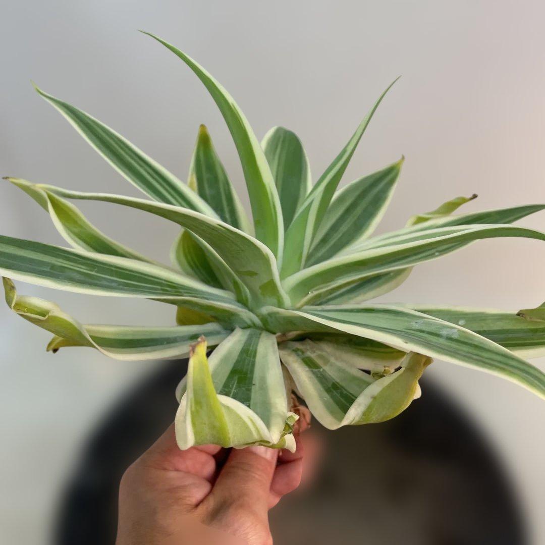 アガベ　アテナータ　streaked US株