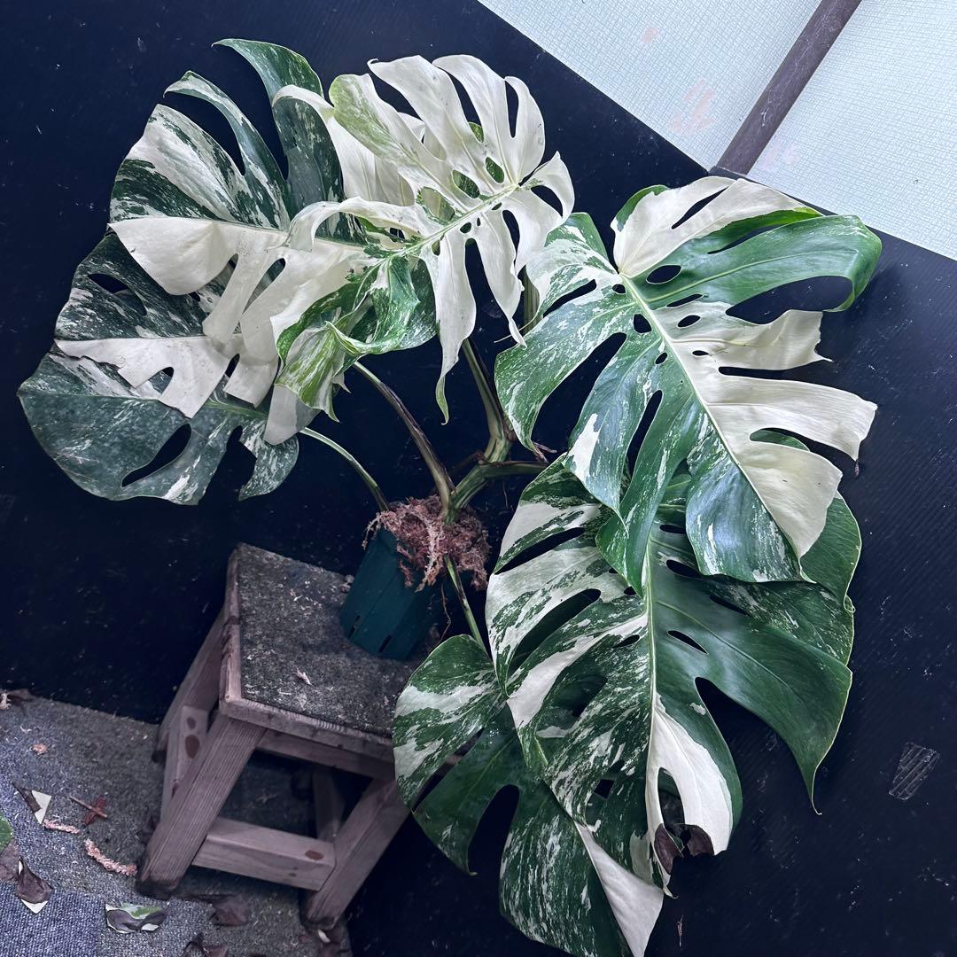 Y*様 斑入りモンステラ ホワイトタイガー極美大株61cm白斑多