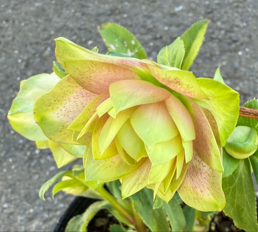 ★利休『かすり』★グリーンとピンクのコントラストが鮮やか★クリスマスローズ開花株