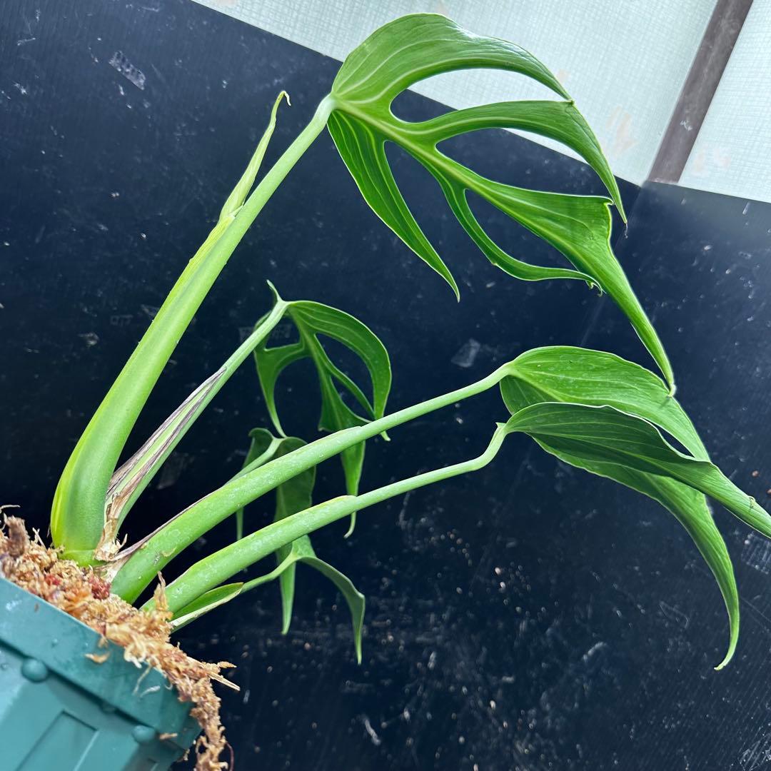 極*-様 モンステラデリシオーサバールマルクスフレーム4号鉢植え大株美株レア