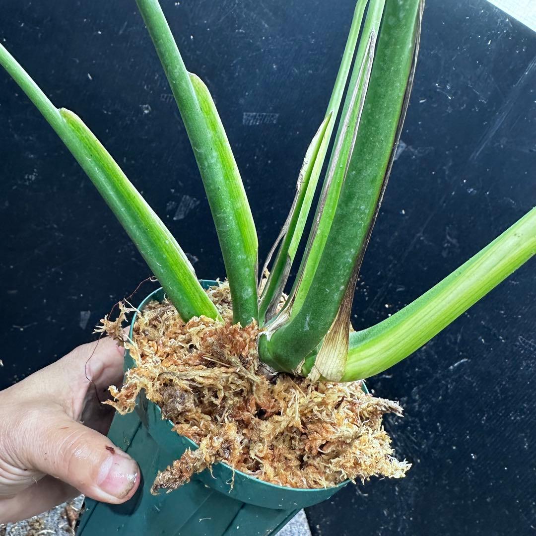 極*-様 モンステラデリシオーサバールマルクスフレーム4号鉢植え大株美株レア