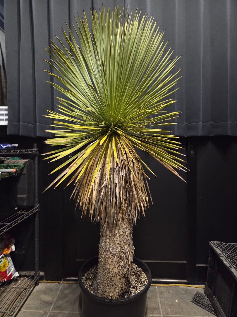 専用出品 リピ、特割 ユッカ リネアリフォリア (つ) 太株