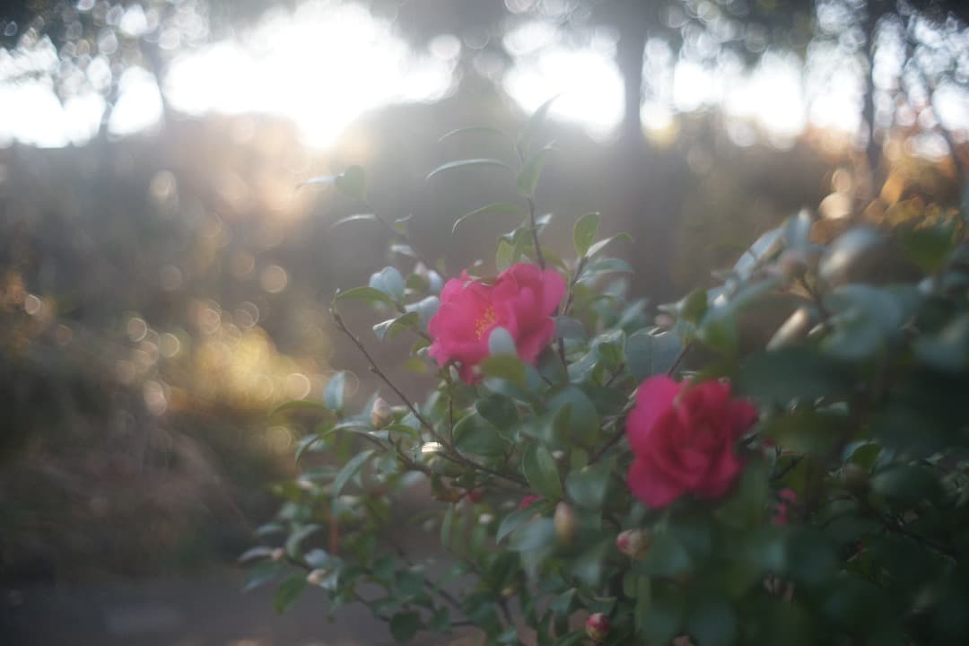 Super Takumar 35mm F/2 広角レンズ 前期型