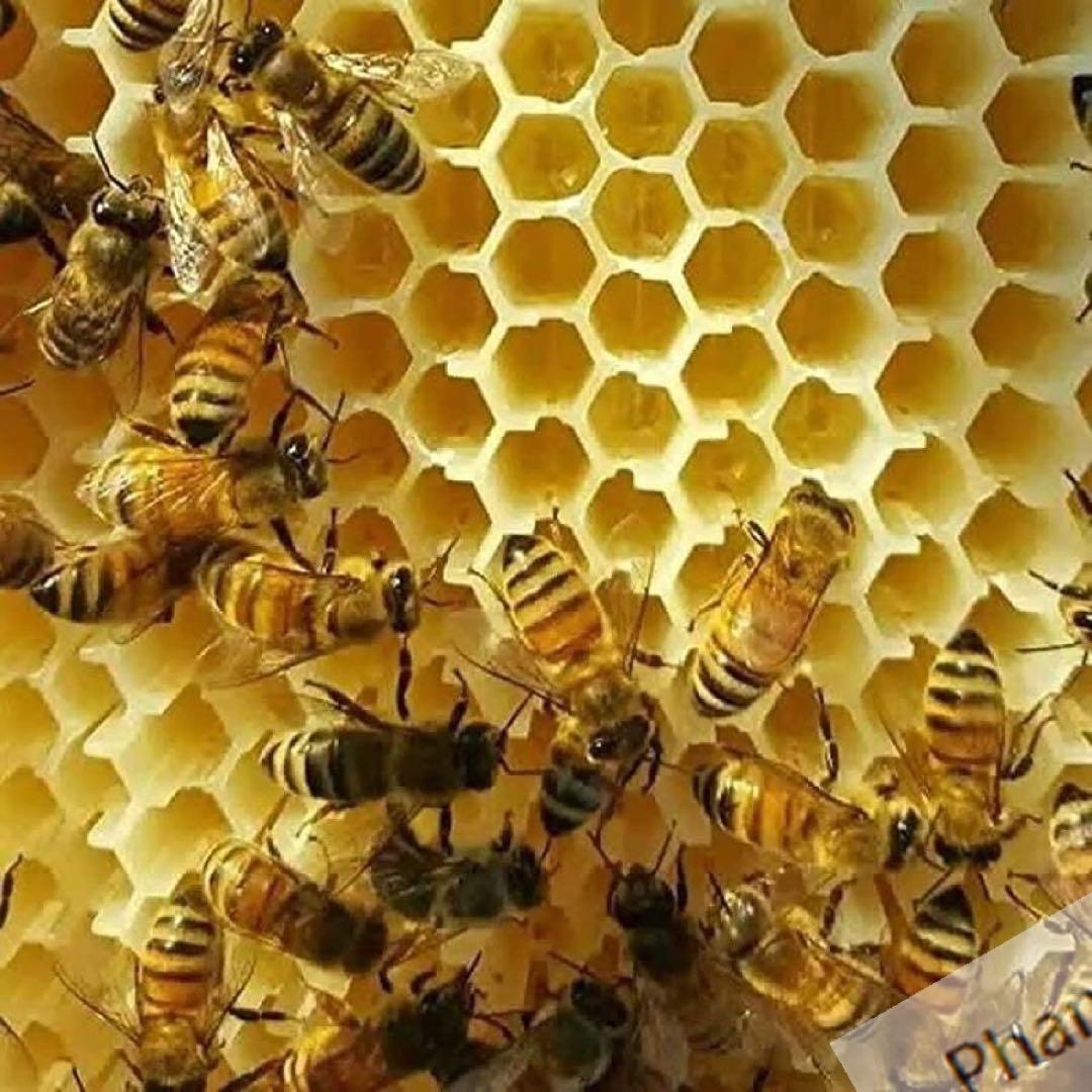 大人気ミツバチ 巣箱 蜜蜂巣箱 4個  養蜂器