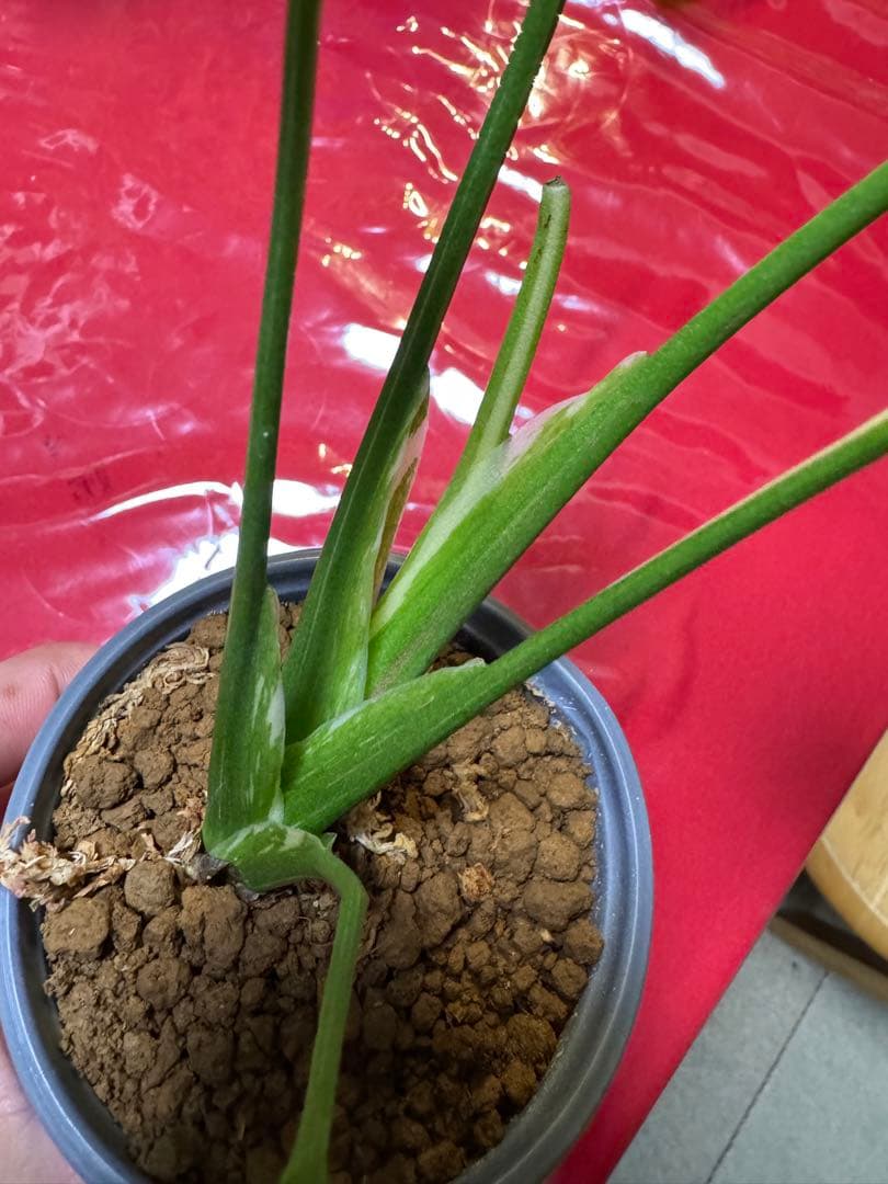 希少斑入り本物　モンステラ　デリシオーサ グリーンオングリーン　ミューテーション