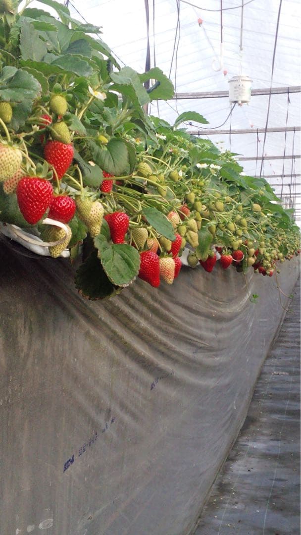 いちご苗　さちのか　9cmポット　200株