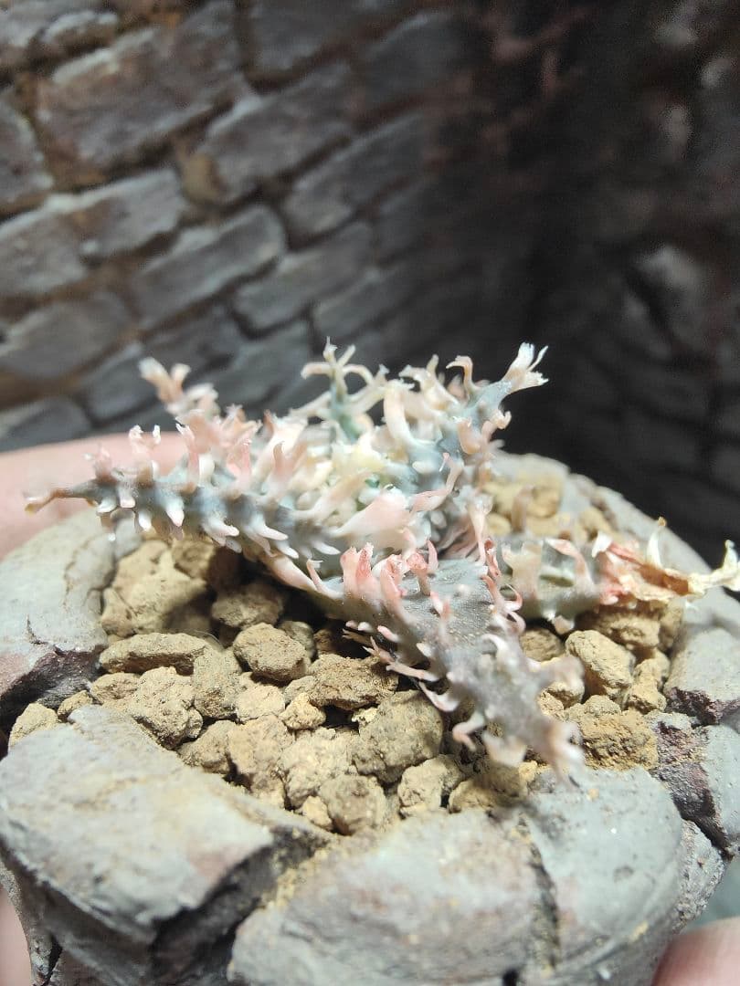 アロエ　レインボーシャーベット　激レア