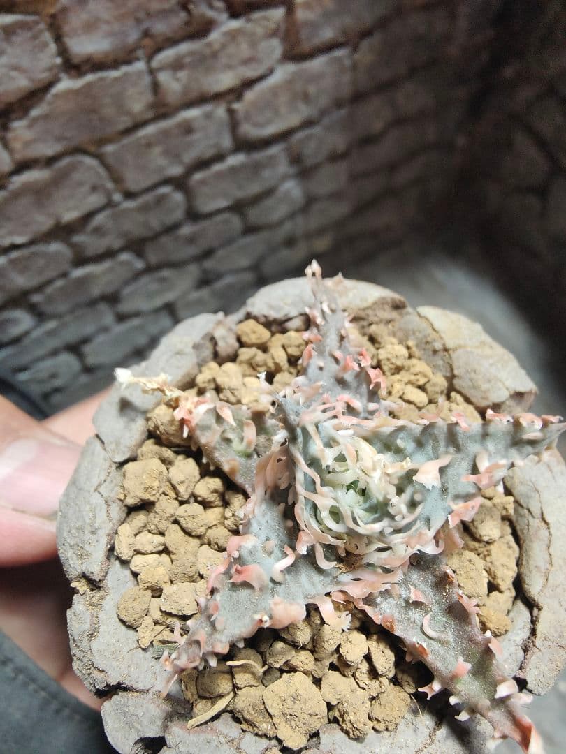 アロエ　レインボーシャーベット　激レア