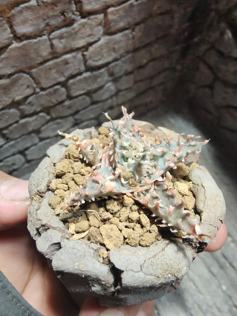 アロエ　レインボーシャーベット　激レア