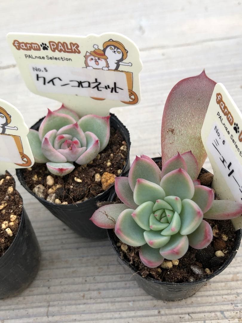 多肉植物 ファームパルク苗♡小苗セット