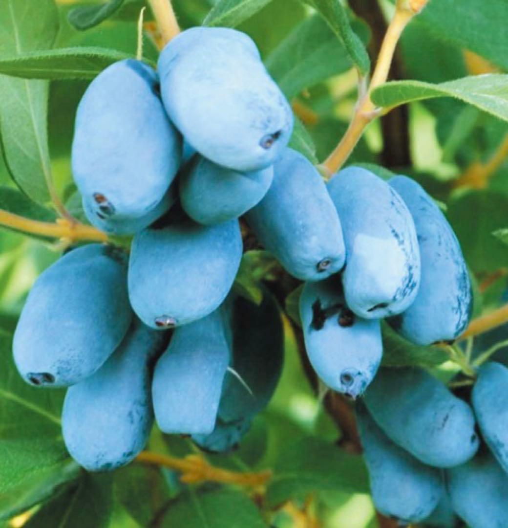 北の蝦夷ハスカップ苗木　原種　1メートル