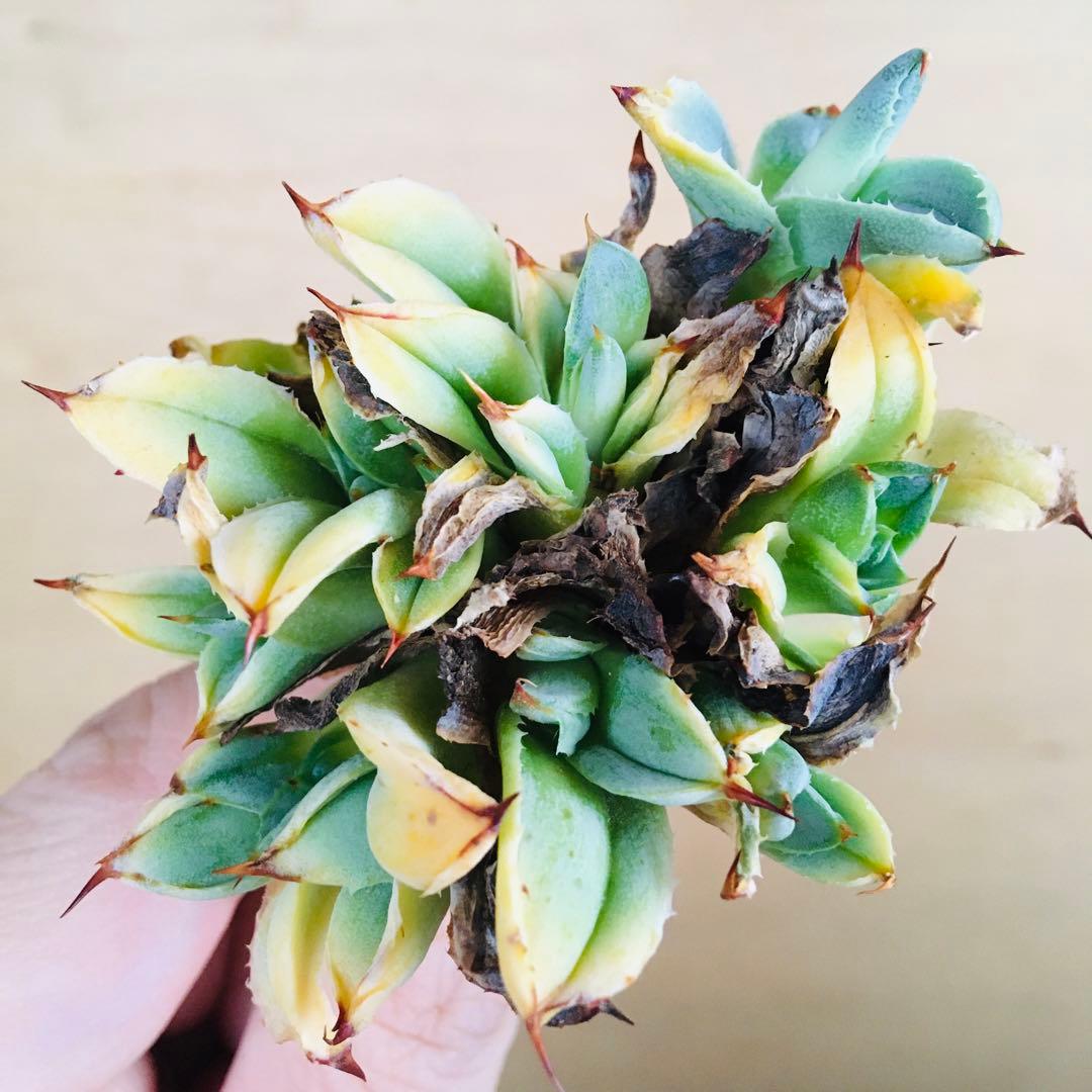 【稀少】トランカータ綴化 紅葉タイプ アガベ パリー フィリグリークレステッド